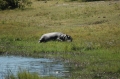 Baby hippo sleeping 